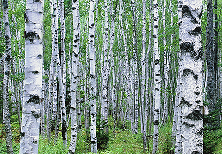 Birch Trees, Acadia National Park, Maine